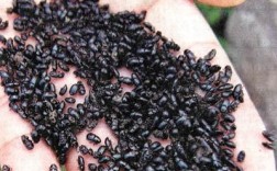 夏天常见的黑色甲壳虫图片(夏天常出现的黑壳虫)